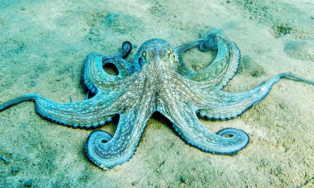 Octopuses and humans shared a common ancestor hundreds of millions of years ago.