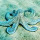 Octopuses and humans shared a common ancestor hundreds of millions of years ago.