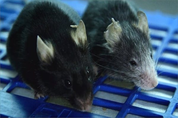 Reverse aging process mice