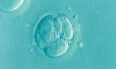 The artificial human embryo was created for the first time