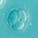 The artificial human embryo was created for the first time