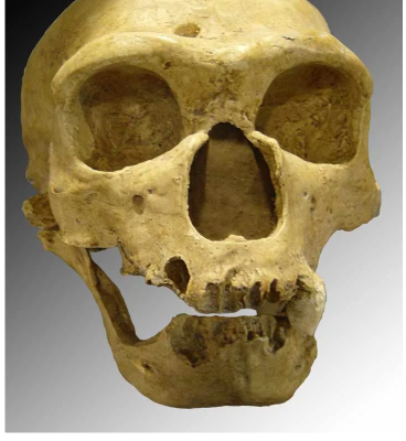 Which ancient humans can be seen in our DNA?
