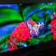 Samsung S95B OLED TV