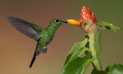 Hummingbird